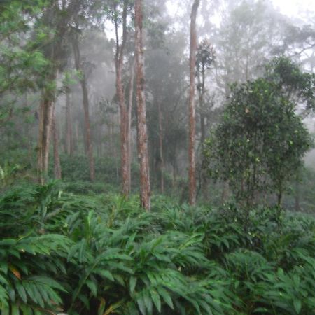 Greenspaces B&B Munnar Exteriér fotografie