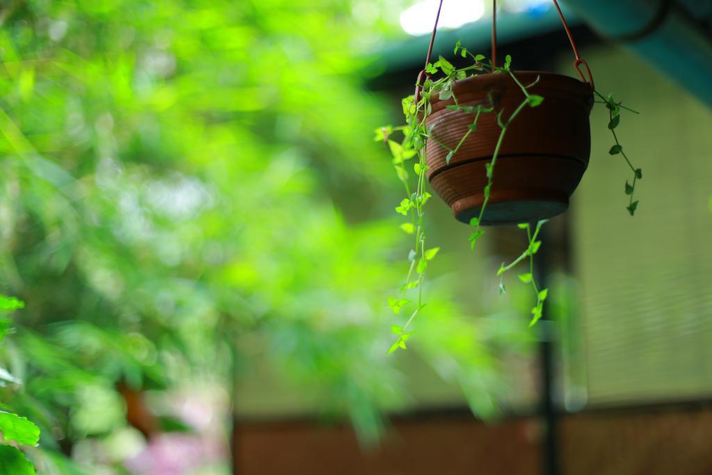 Greenspaces B&B Munnar Exteriér fotografie